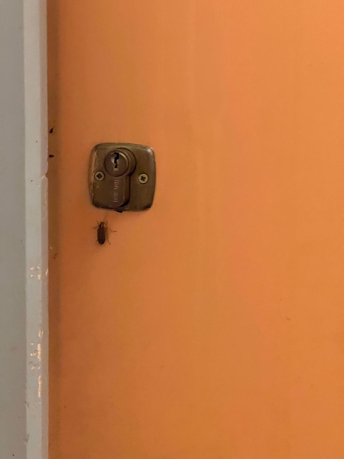 Intervention dératisation