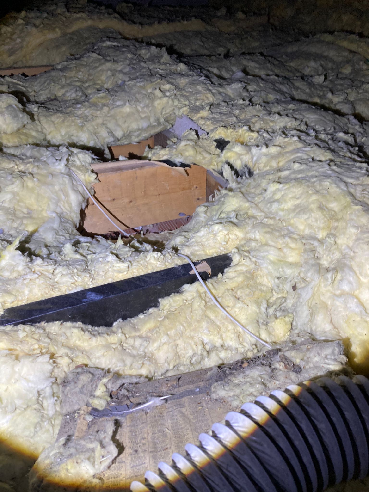 Intervention désinsectisation