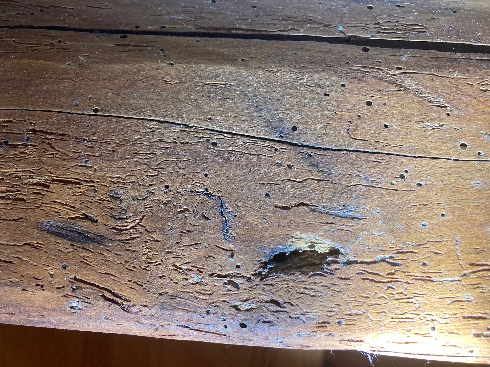 Désinsectisation boulangerie