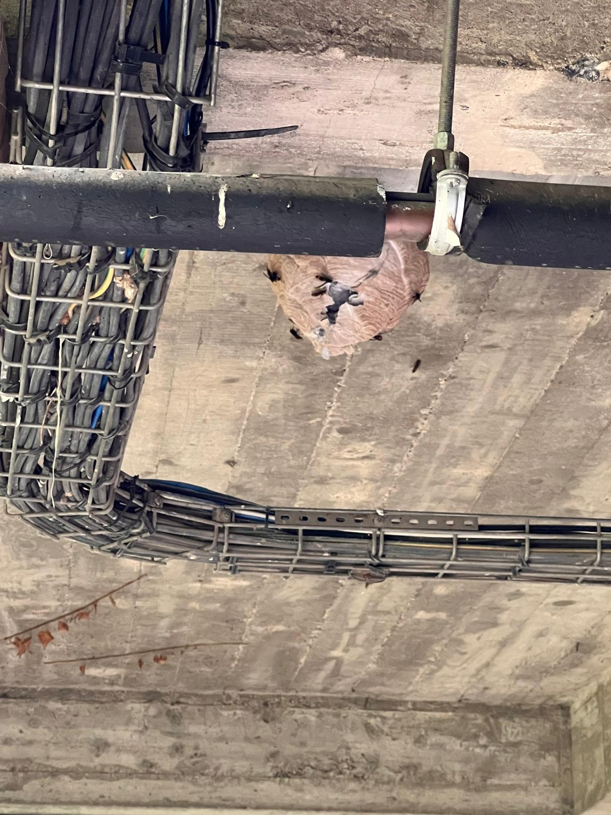 Désinsectisation commerce