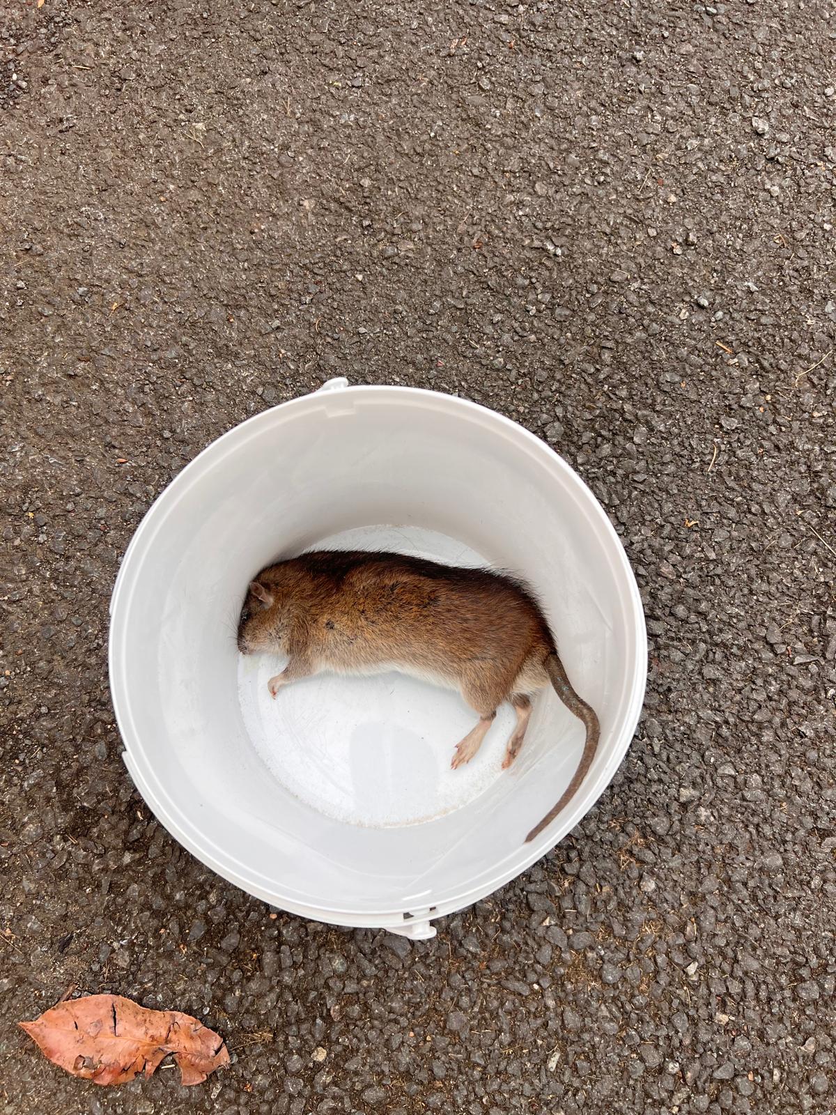 Dératisation entrepôt